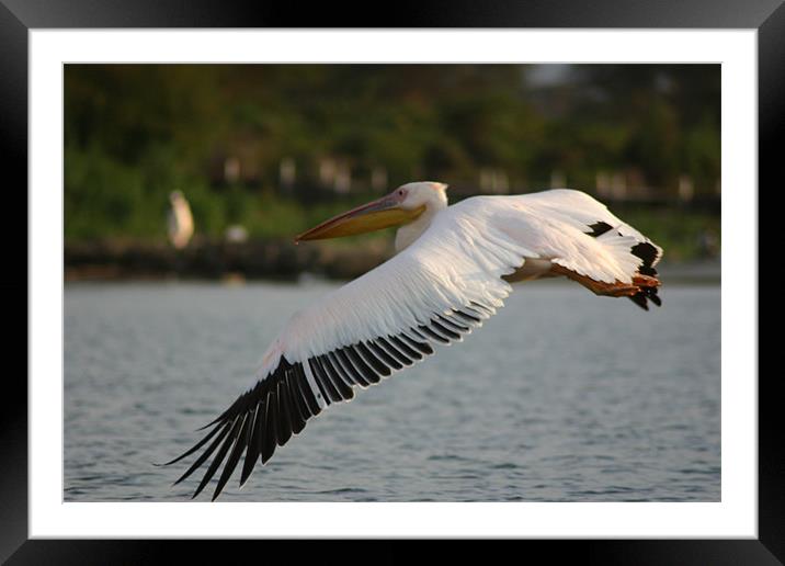 Pelican in flight Framed Mounted Print by Chris Turner