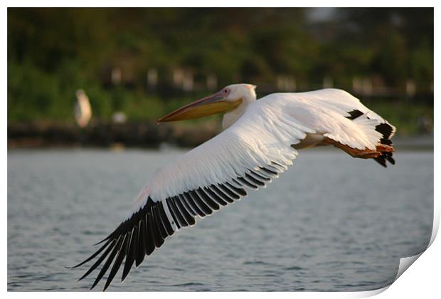 Pelican in flight Print by Chris Turner