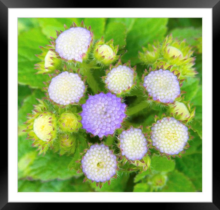Ageratum Blue Painted  Framed Mounted Print by Clive Eariss