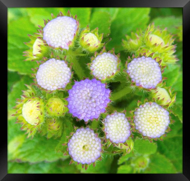 Ageratum Blue Painted  Framed Print by Clive Eariss