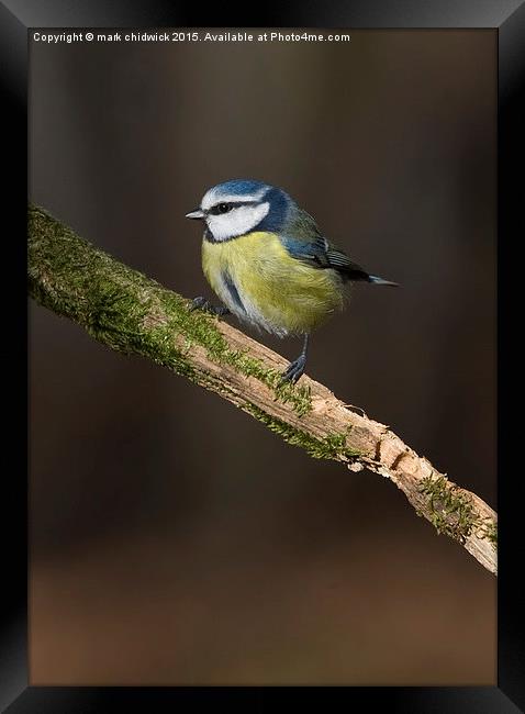  blue tit Framed Print by mark chidwick
