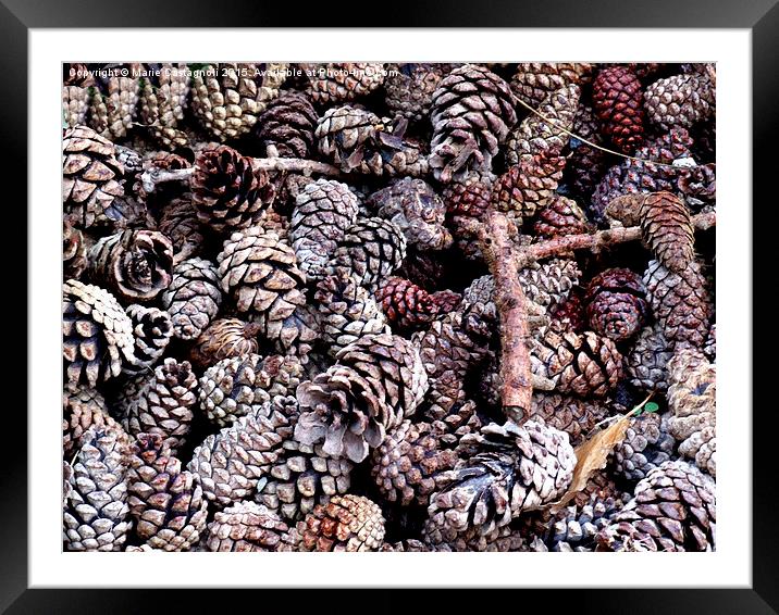    Pine Cones Framed Mounted Print by Marie Castagnoli