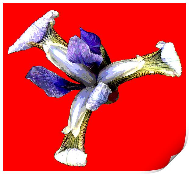 Colorful Iris  Print by james balzano, jr.