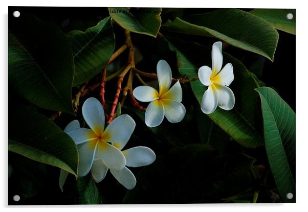  Hawaiian Plumeria Acrylic by Costantino Galileos