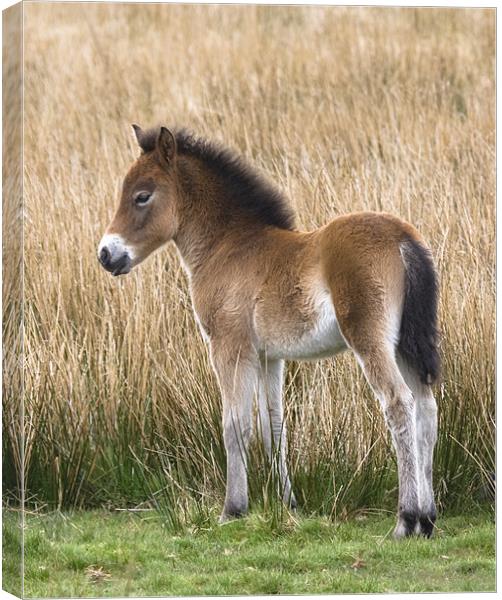 Exmoor Pony Foal Canvas Print by Mike Gorton