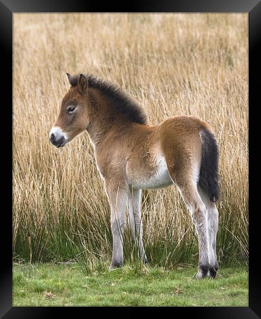 Exmoor Pony Foal Framed Print by Mike Gorton