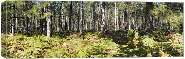 Panorama of Fritton Woods Canvas Print by Stephen Mole