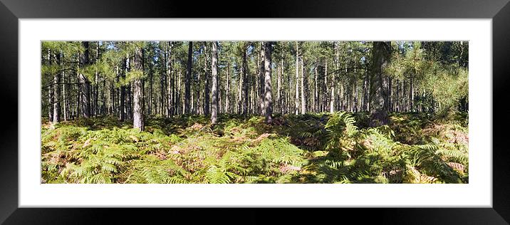 Panorama of Fritton Woods Framed Mounted Print by Stephen Mole