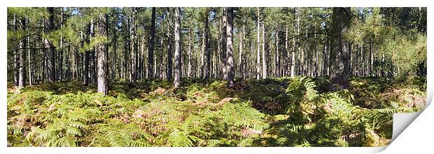 Panorama of Fritton Woods Print by Stephen Mole