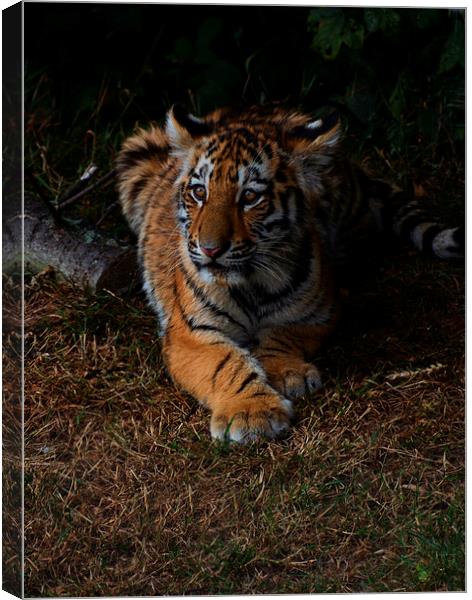  Tiger cub Canvas Print by Neil Ravenscroft