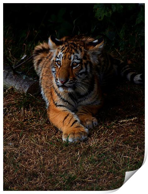  Tiger cub Print by Neil Ravenscroft