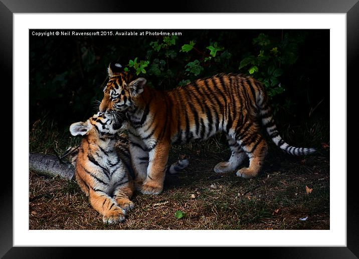  Tiger cubs Framed Mounted Print by Neil Ravenscroft