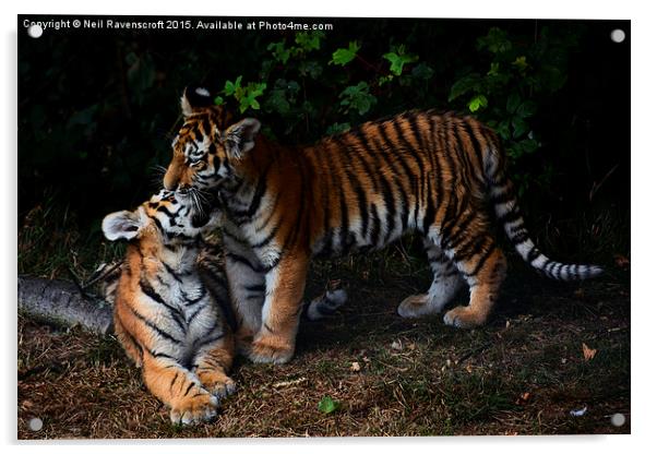  Tiger cubs Acrylic by Neil Ravenscroft