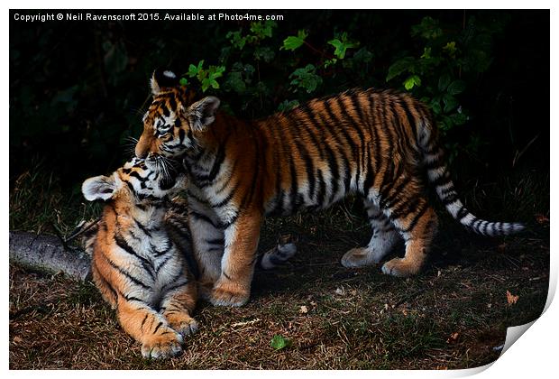  Tiger cubs Print by Neil Ravenscroft
