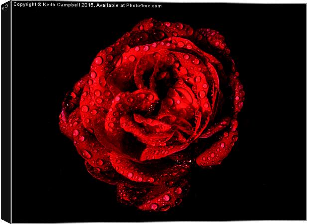  Love is a Red Red Rose. Canvas Print by Keith Campbell