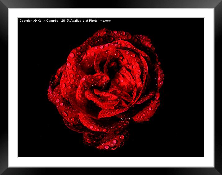  Love is a Red Red Rose. Framed Mounted Print by Keith Campbell