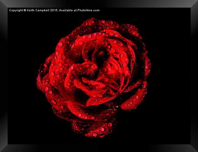  Love is a Red Red Rose. Framed Print by Keith Campbell