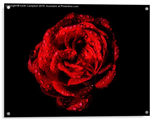  Love is a Red Red Rose. Acrylic by Keith Campbell