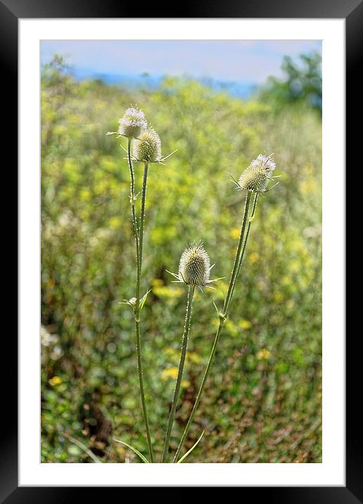 roadside thistle Framed Mounted Print by Adrian Bud