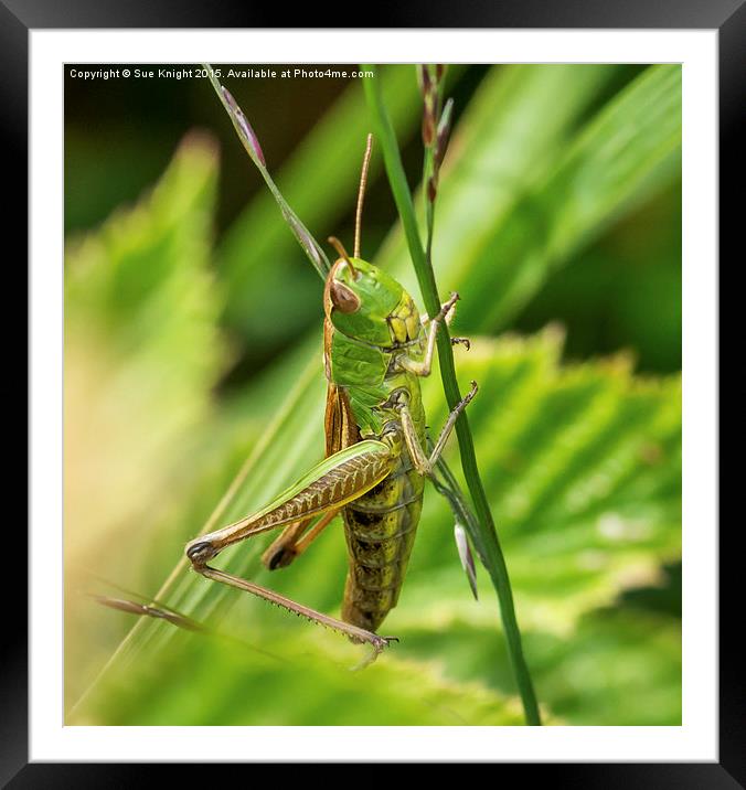  Grasshopper  Framed Mounted Print by Sue Knight