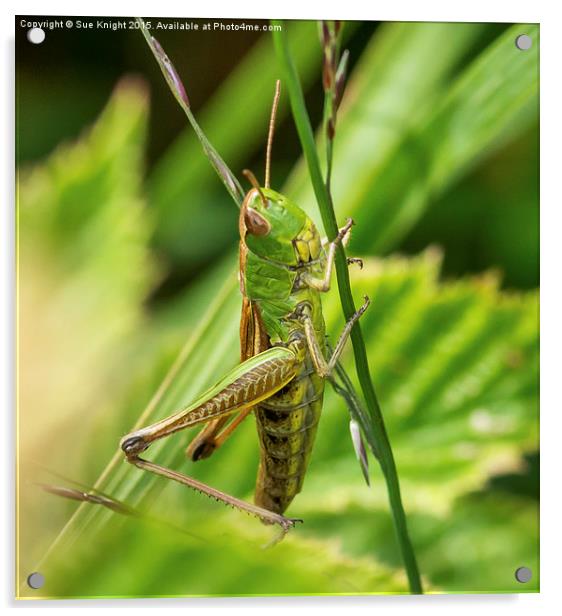  Grasshopper  Acrylic by Sue Knight