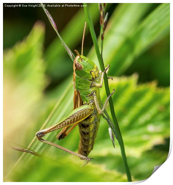  Grasshopper  Print by Sue Knight