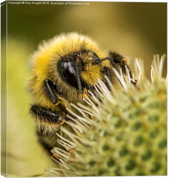 Bee seeing you Canvas Print by Sue Knight