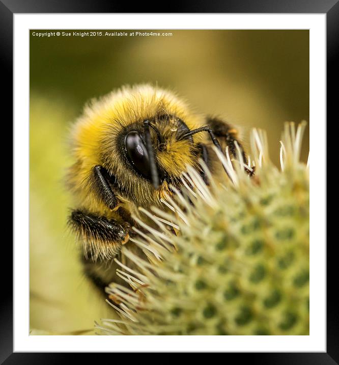  Bee seeing you Framed Mounted Print by Sue Knight