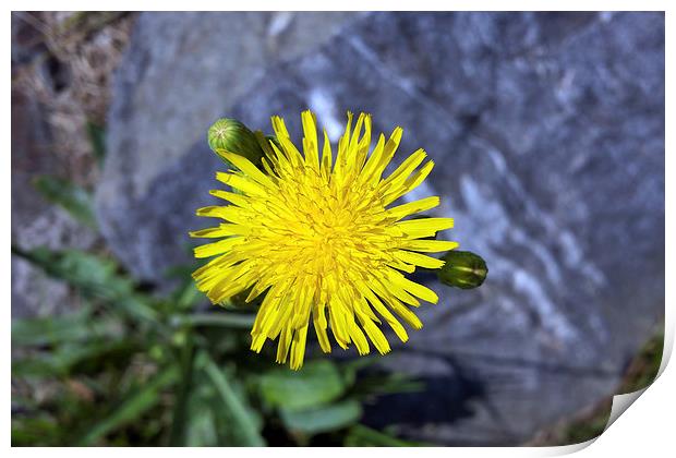  yellow flower near a rock Print by Marinela Feier