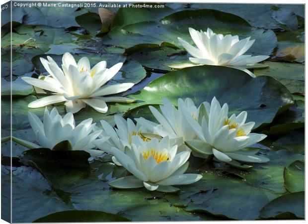  Water Lily's Canvas Print by Marie Castagnoli