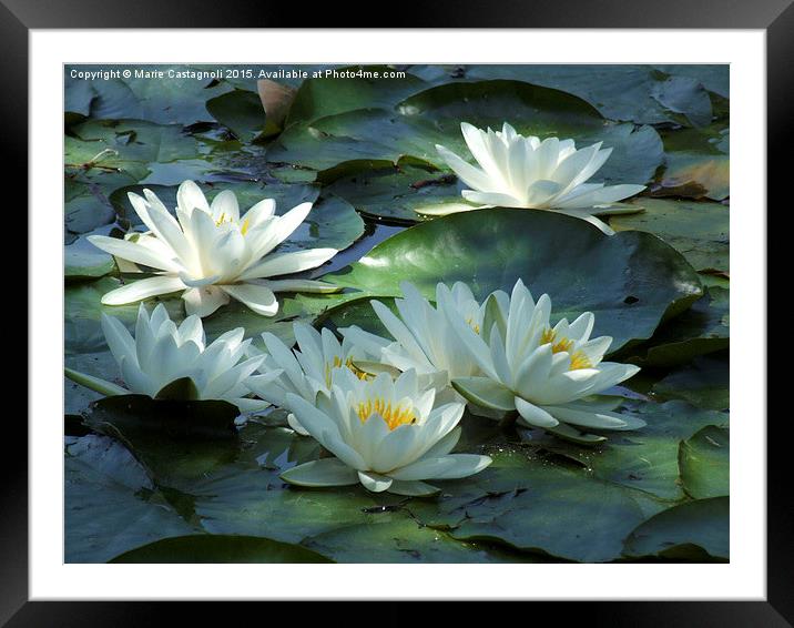 Water Lily's Framed Mounted Print by Marie Castagnoli