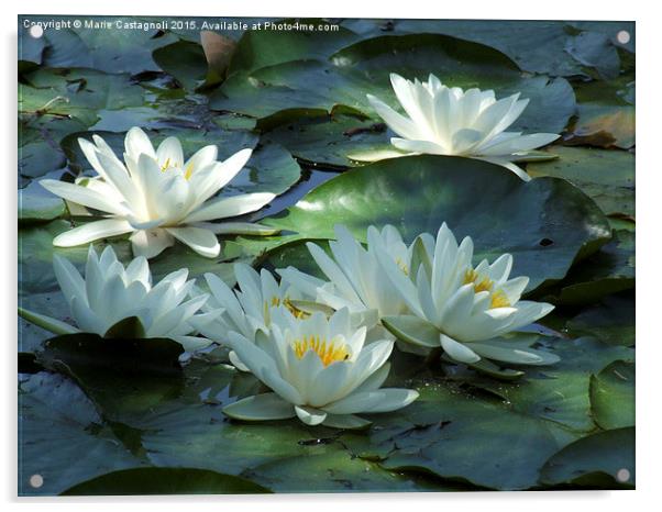  Water Lily's Acrylic by Marie Castagnoli