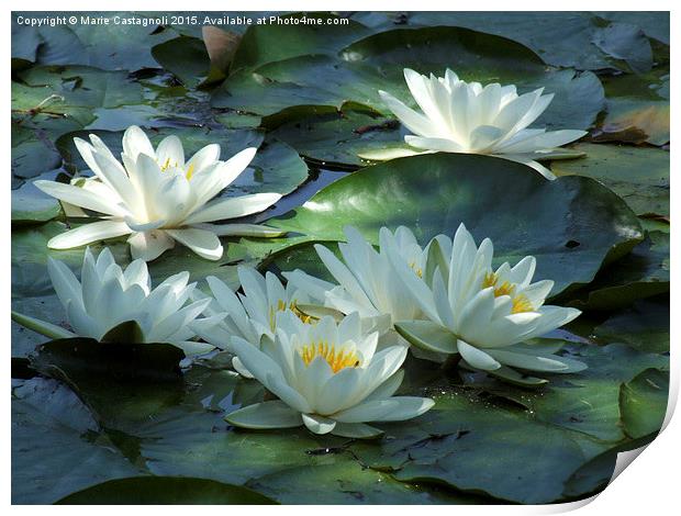  Water Lily's Print by Marie Castagnoli