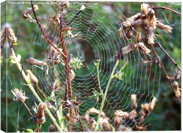  Spiders Web Canvas Print by Marie Castagnoli