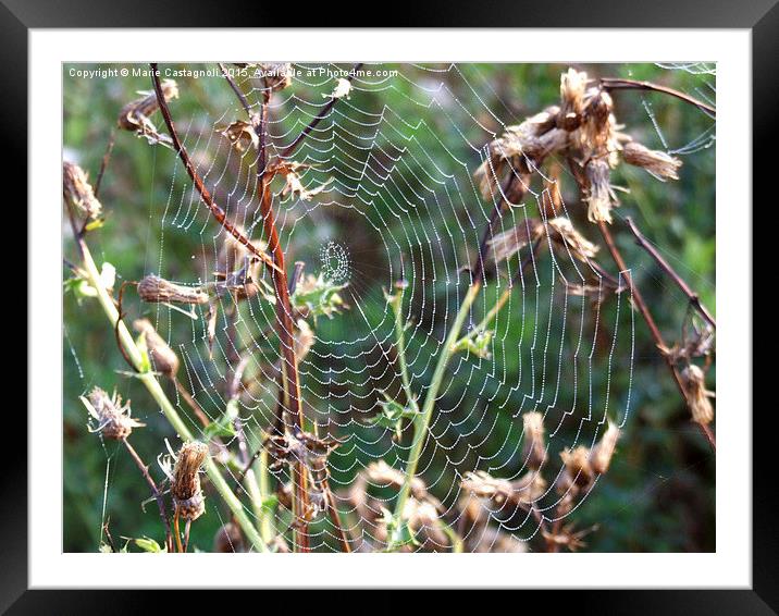  Spiders Web Framed Mounted Print by Marie Castagnoli