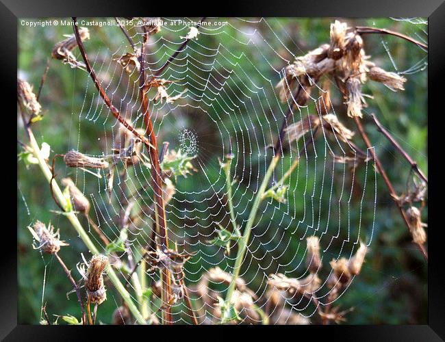  Spiders Web Framed Print by Marie Castagnoli