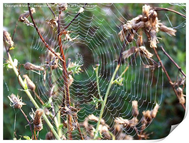  Spiders Web Print by Marie Castagnoli