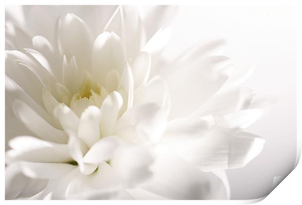 White Dahlia Print by Emma Leech