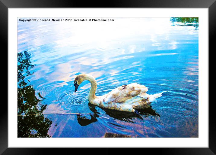 Thirsty Cygnet Framed Mounted Print by Vincent J. Newman