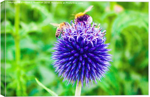Mine! Honey Bee And Bumble Bee Fight Over Flower  Canvas Print by Vincent J. Newman