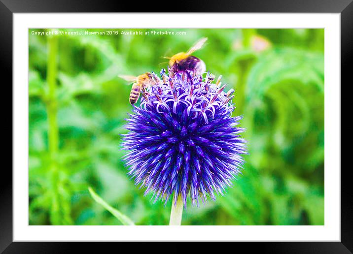 Mine! Honey Bee And Bumble Bee Fight Over Flower  Framed Mounted Print by Vincent J. Newman