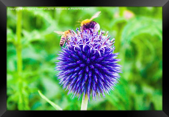 Mine! Honey Bee And Bumble Bee Fight Over Flower  Framed Print by Vincent J. Newman