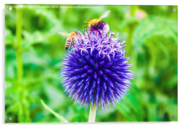 Mine! Honey Bee And Bumble Bee Fight Over Flower  Acrylic by Vincent J. Newman