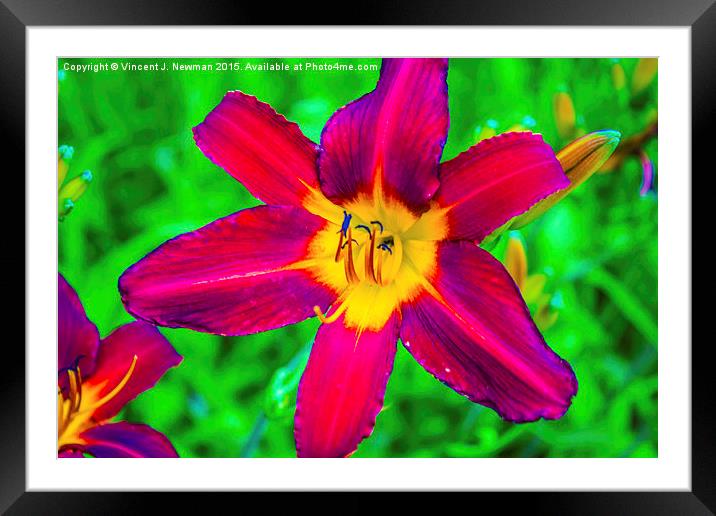 Scarlet Daylily  Framed Mounted Print by Vincent J. Newman