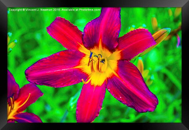 Scarlet Daylily  Framed Print by Vincent J. Newman