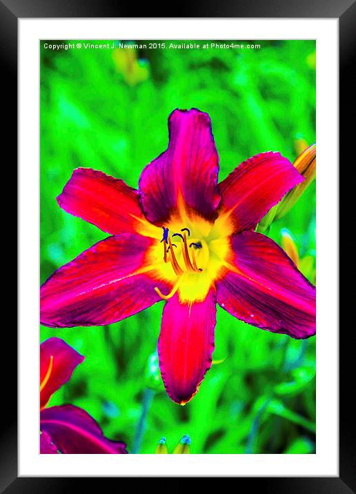  Scarlet Daylily  Framed Mounted Print by Vincent J. Newman