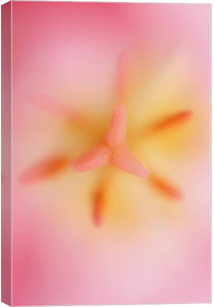 Pink Tulip 2 Canvas Print by Emma Leech
