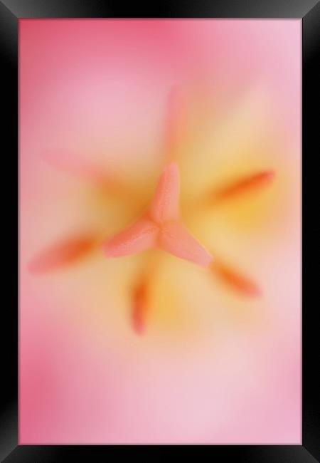 Pink Tulip 2 Framed Print by Emma Leech