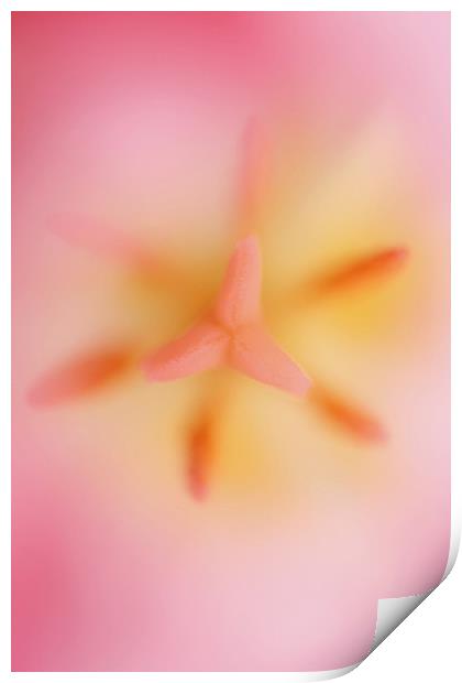 Pink Tulip 2 Print by Emma Leech