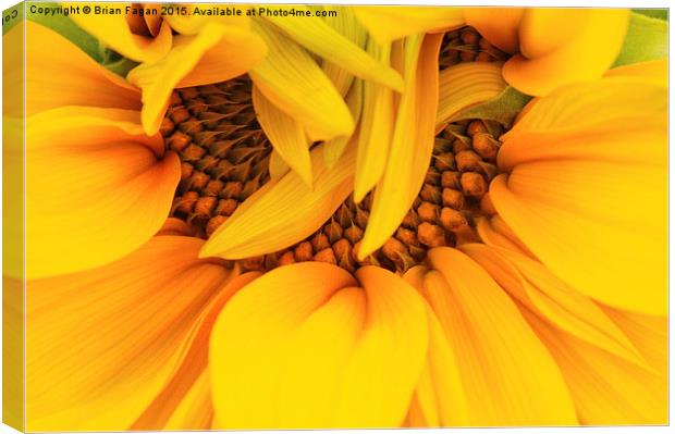  Unfurling Sunflower Canvas Print by Brian Fagan